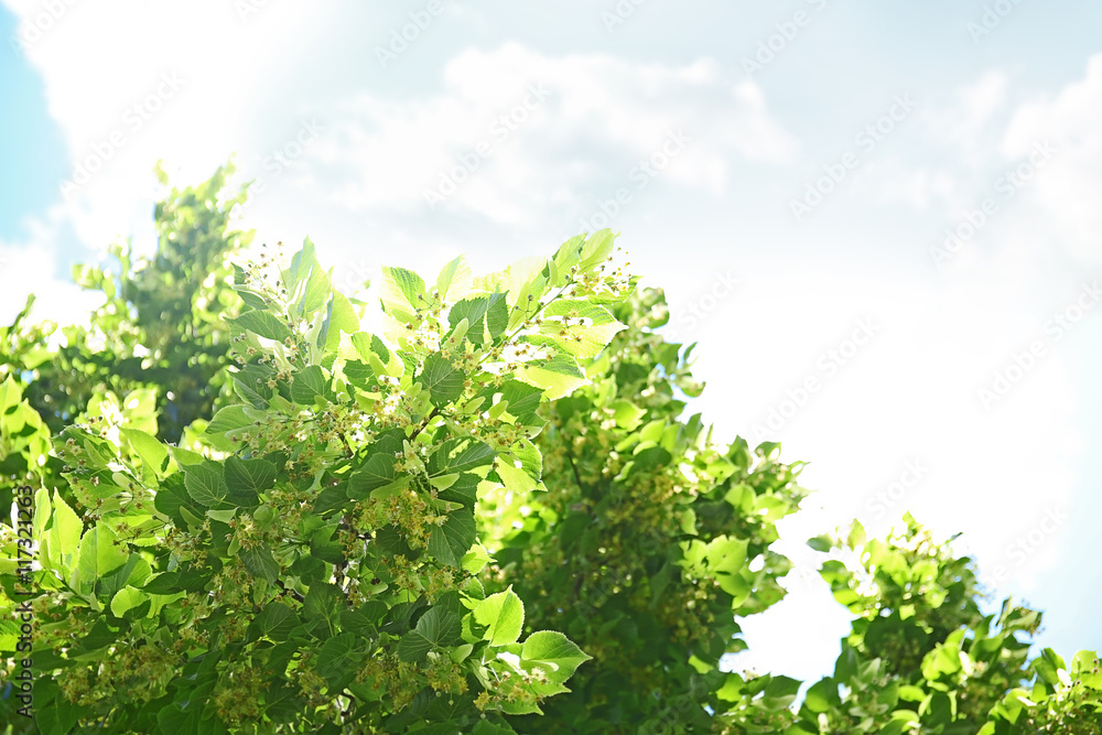 Tree branches with green leaves on sky background