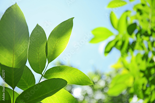 Tree branches with green leaves on sky background