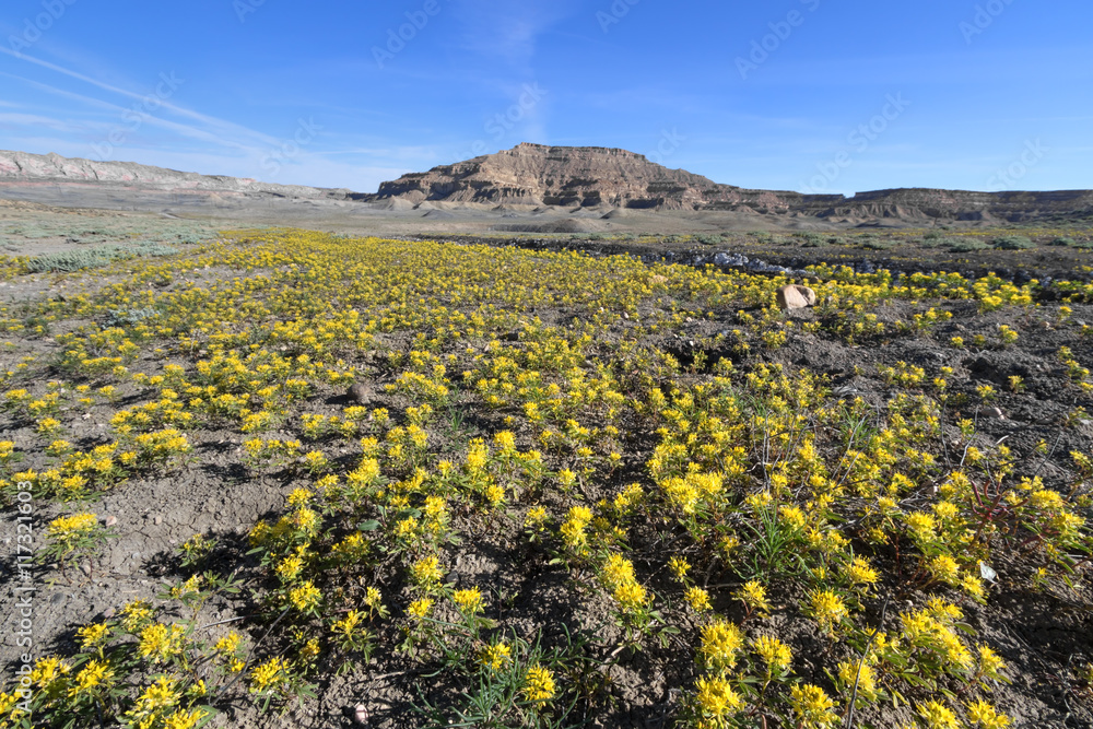 Yellow wildflower blooming in Grand Staircase Escalante National Monument, UT