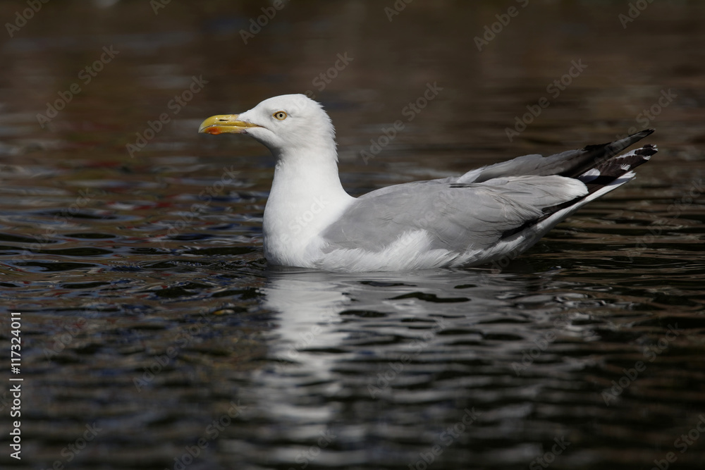 Herring Gull, Sea  Gull