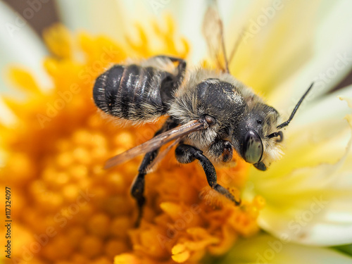 Photograph of a honeybee actively harvesting pollen from a white and yellow dahlia flower.