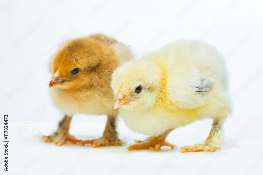 chicken on a white background chicken on a white background