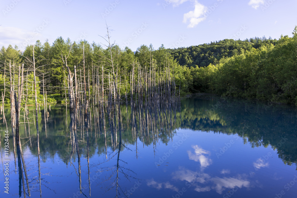 Fototapeta premium 美瑛白金の青い池