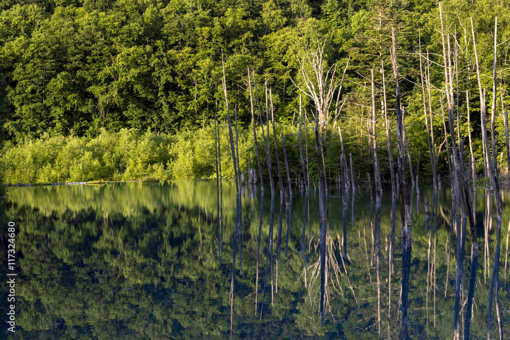 Obraz premium 美瑛白金の青い池