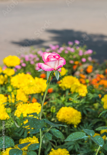 beautiful flower in garden © phoopanotpics