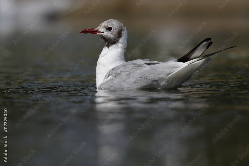 Black-headed Gull, Chroicocephalus ridibundus Black-headed Gull, Chroicocephalus ridibundus