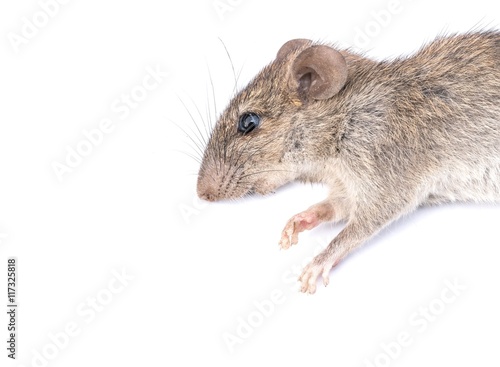Mouse isolated on white - Dead Rat on a white background (macro image) with copy space. The common species are opportunistic survivors and often live with and near humans.