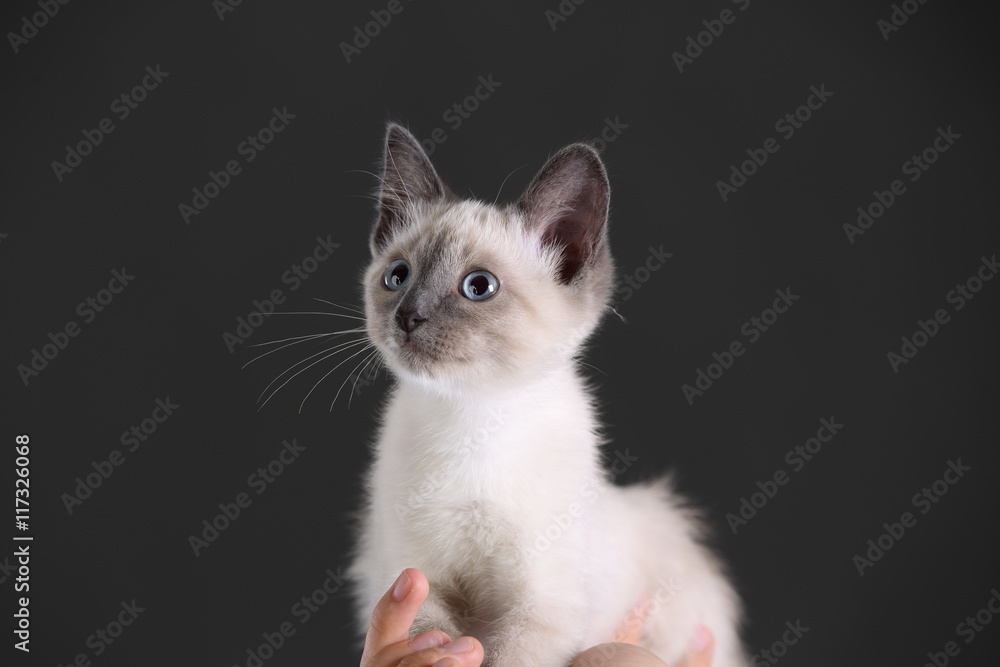 White cat with blue eyes on the hands