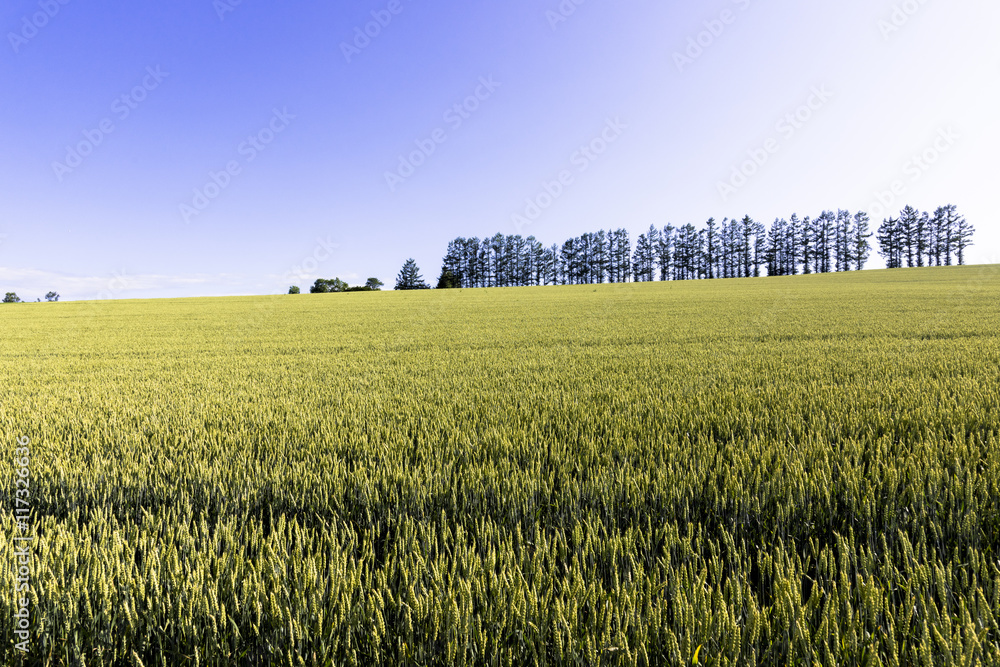 美瑛・マイルドセブンの丘の麦畑