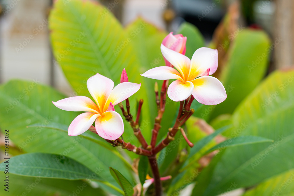 plumeria flowers, plumeria on the plumeria tree.