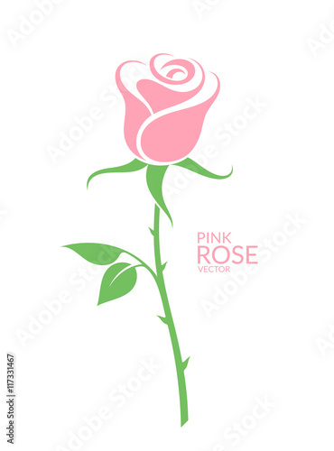 Pink rose. Isolated flower on white background