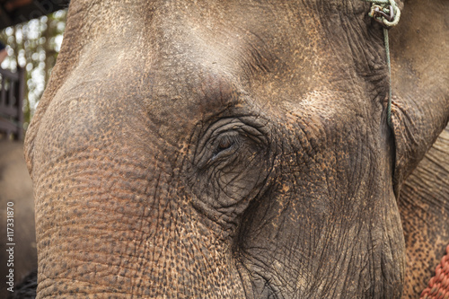 Asian elephant close up portrait