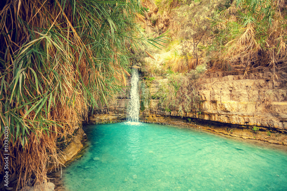 Fototapeta premium David's waterfall in Ein Gedi Nature Reserve