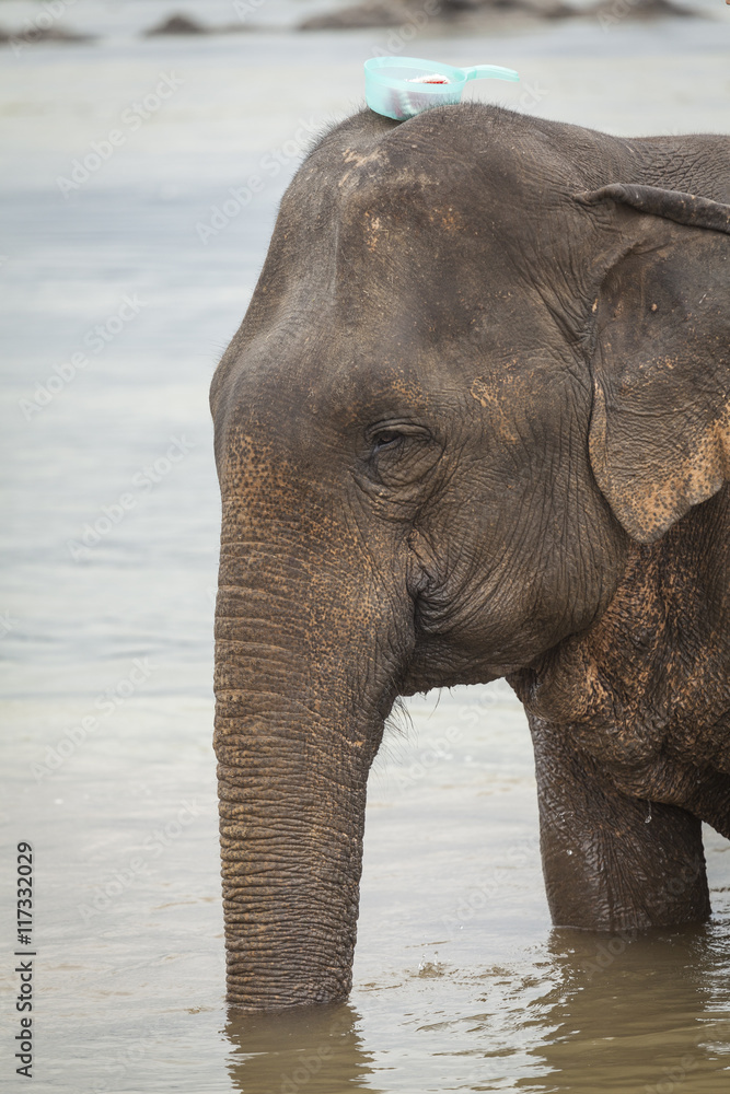 Asian elephant bathing and washing in the water. Close up portrait