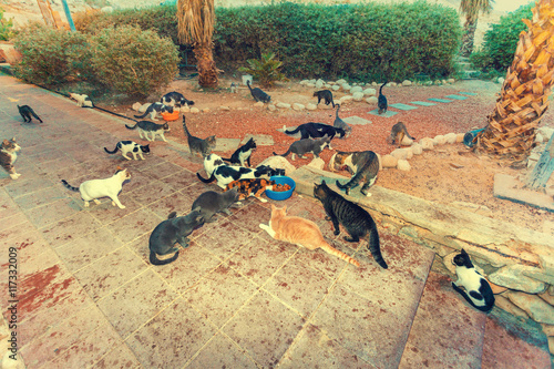 Many stray cats outdoor in park photo