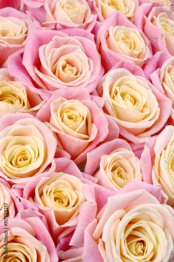 Fototapeta premium Pink roses background