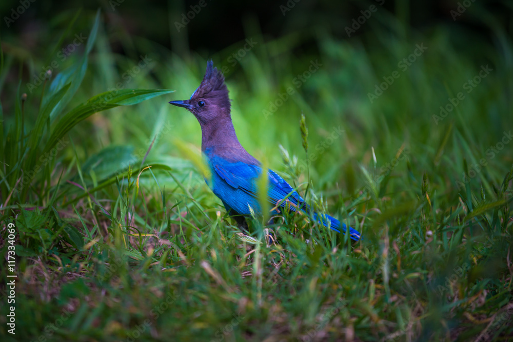 Obraz premium Steller's Jay Cyanocitta stelleri Pacific coast form