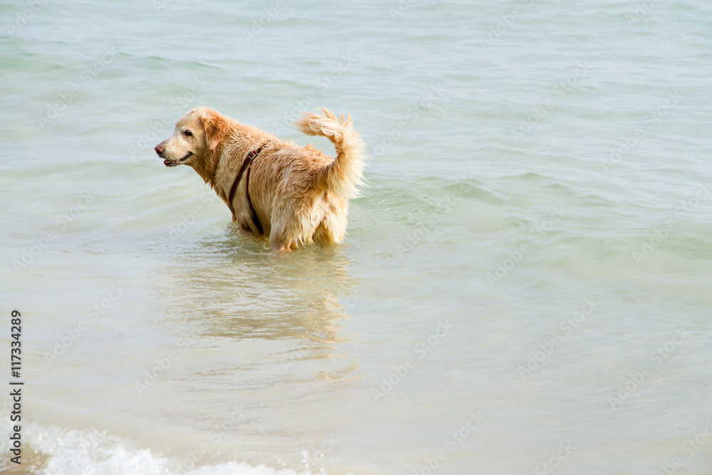 Golden retriever on the beach near the water. Golden retriever on the beach near the water.