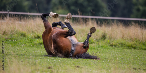 Fototapeta Naklejka Na Ścianę i Meble -  pferde