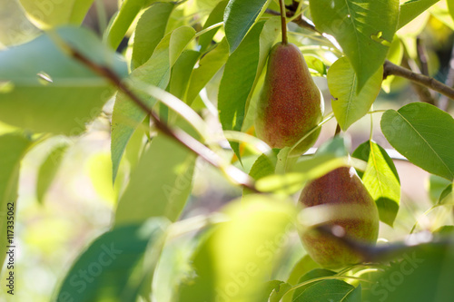 Ripe pear hanging on a branch closeup.