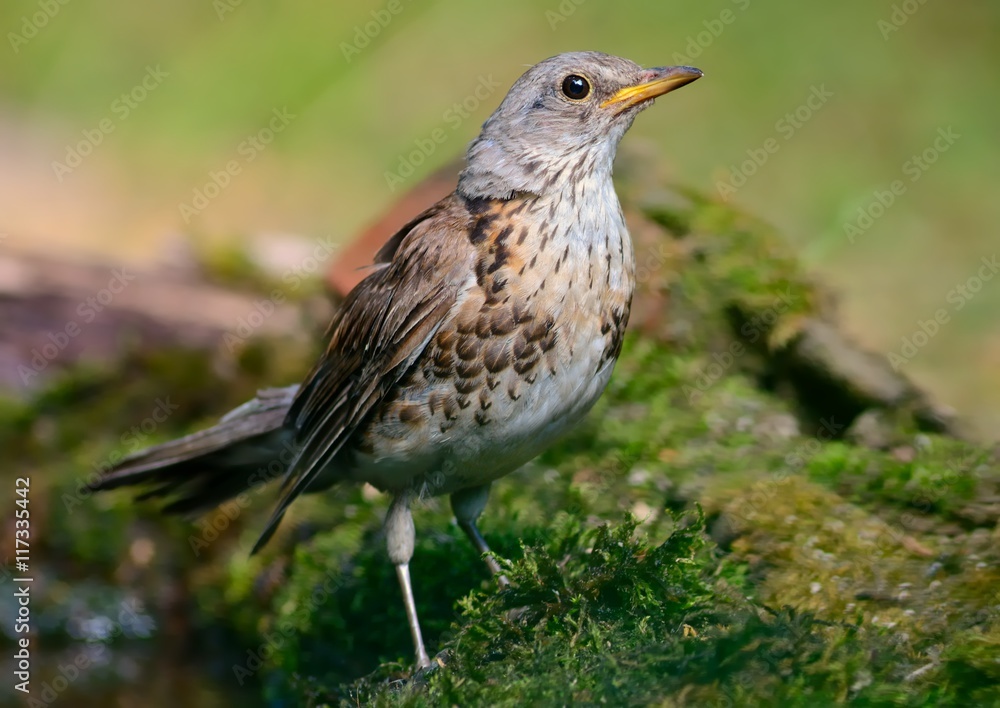 Fieldfare (Turdus pilaris) in a waterhole in the forest Fieldfare (Turdus pilaris) in a waterhole in the forest
