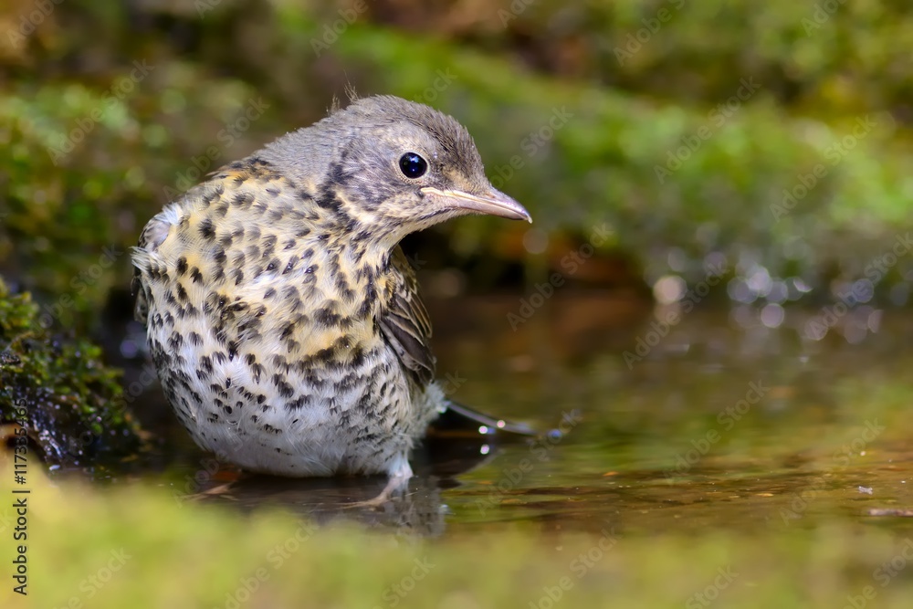 Obraz premium Fieldfare (Turdus pilaris) in a waterhole in the forest