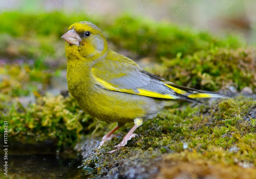 European greenfinch (Carduelis chloris) near water European greenfinch (Carduelis chloris) near water