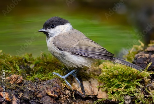 Marsh tit near water