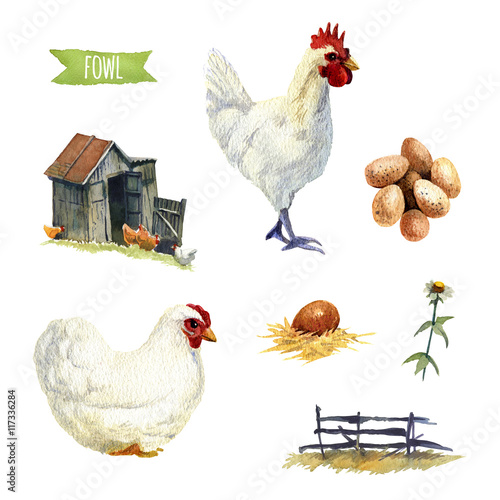 Chicken set, clipping paths included