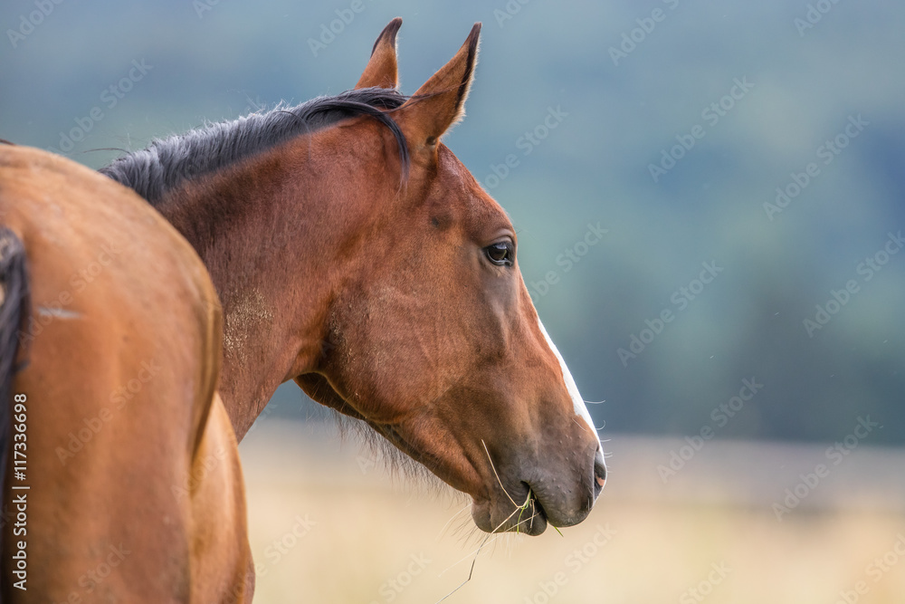 Obraz premium pferde