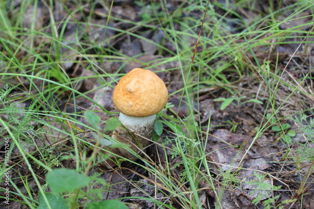 One small porcini in a summer forest 20057 One small porcini in a summer forest 20057