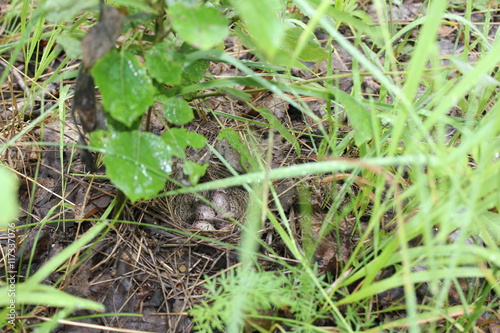 Birds nest in grass with spotted eggs 20074