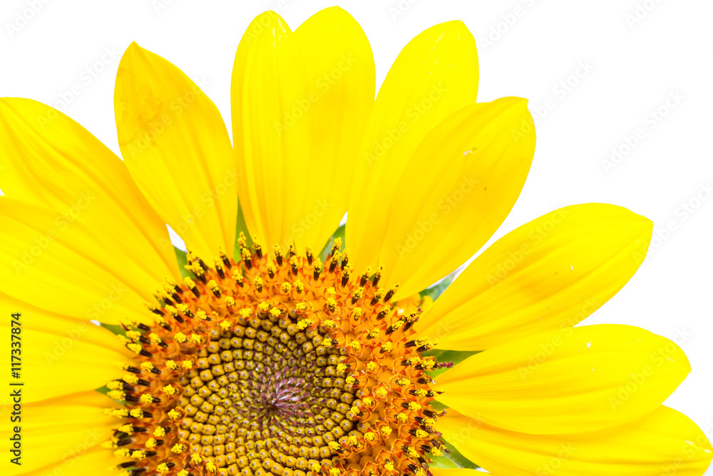 Naklejka premium sunflowers on a white background
