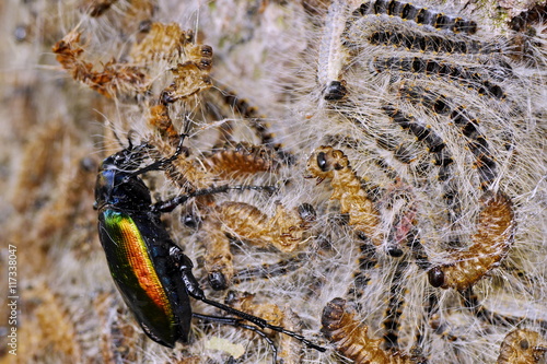 Großer Puppenräuber mit Eichenprozessionsspinnerraupen, Calosoma sycophanta und Thaumetopoea processionea photo