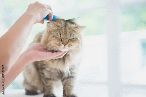 Fototapeta Naklejka Na Ścianę i Meble -  Woman using a comb brush the Persian cat