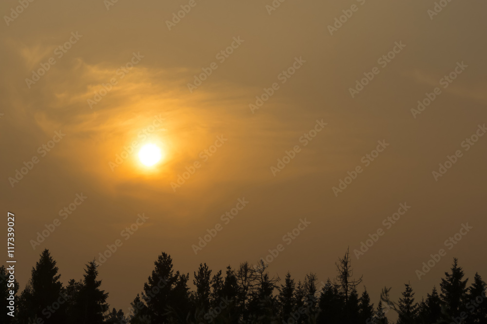Sunset over spruce forest