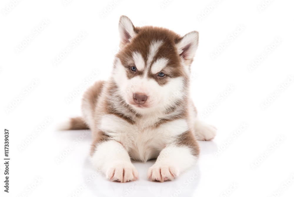 siberian husky puppy lying and looking on white background