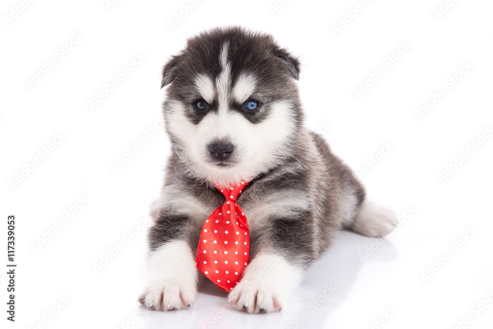 iberian husky puppy with tie sitting