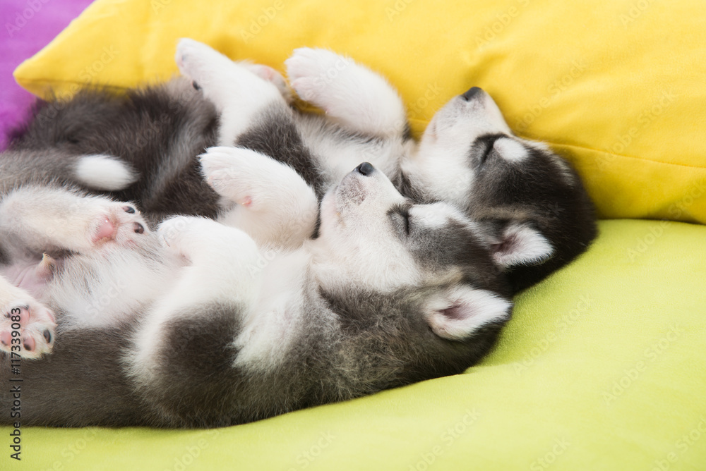 Cute Two siberian husky puppies sleeping in the bed Cute Two siberian husky puppies sleeping in the bed