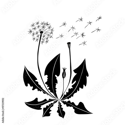 Fototapeta Naklejka Na Ścianę i Meble -  Dandelion summer flowers isolated on white background.