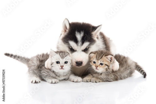 Cute siberian husky puppy cuddling cute kitten