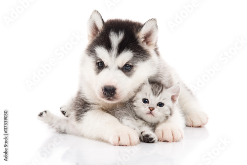 Foto Cute siberian husky puppy cuddling cute kitten