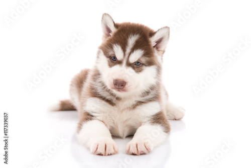 siberian husky puppy lying and looking on white background © lalalululala