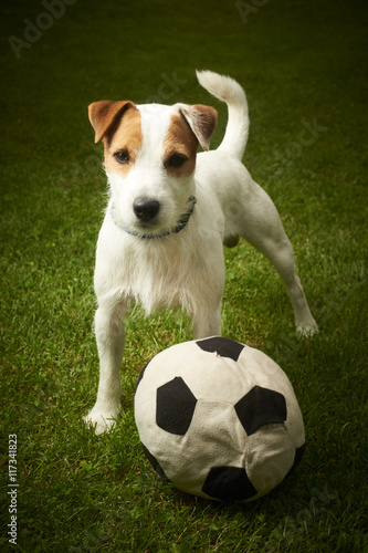 Jack Russell Parson Terrier dog playing with his ball © Petr Bonek