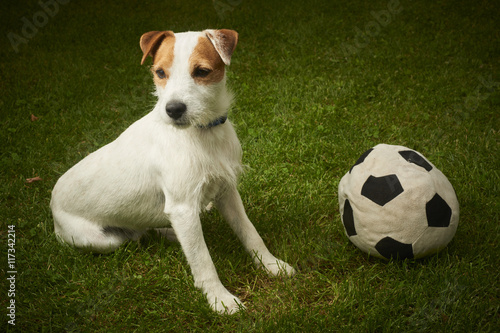 Jack Russell Parson Terrier dog playing with his ball
