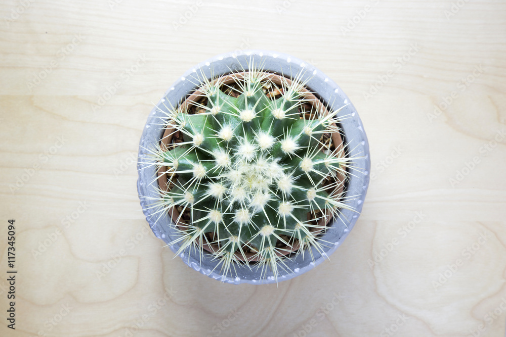Cactus in pot on wooden table. Top view