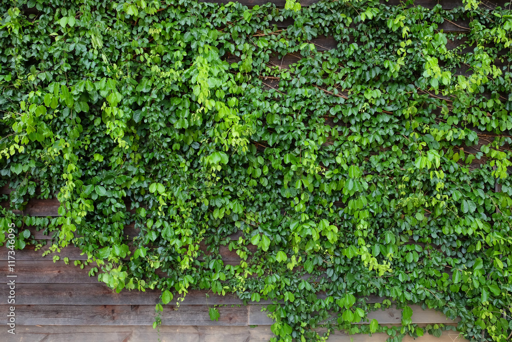 Green creeper plant, plank wall background