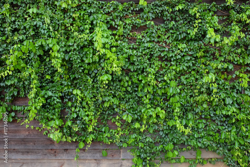 Green creeper plant, plank wall background