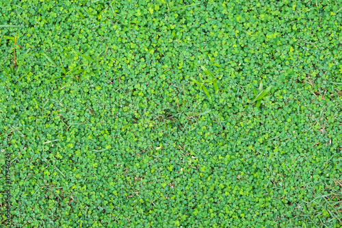 Green grass background with water drops. photo