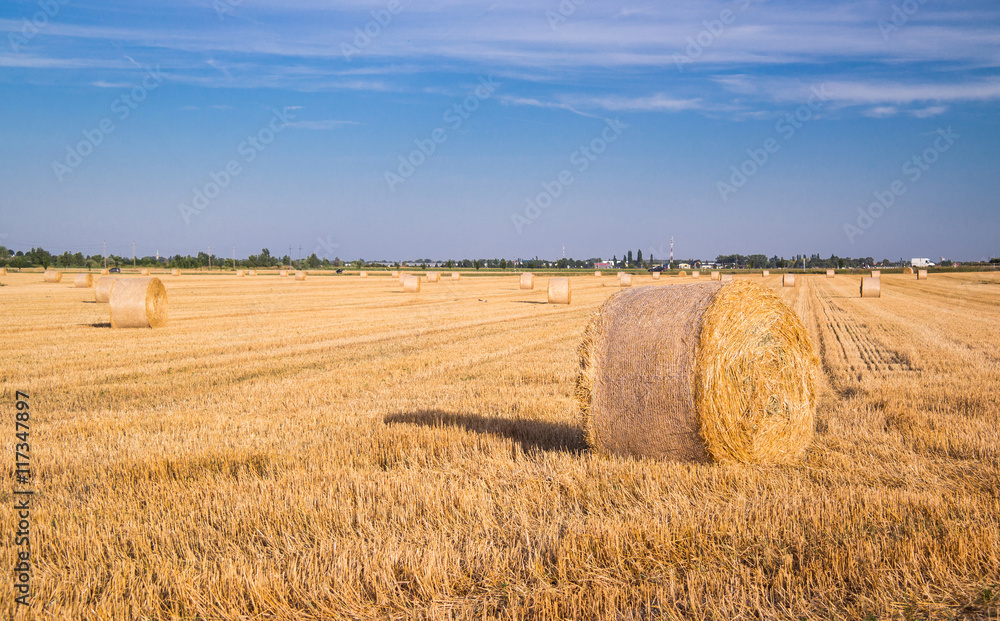 Harvested wheat field